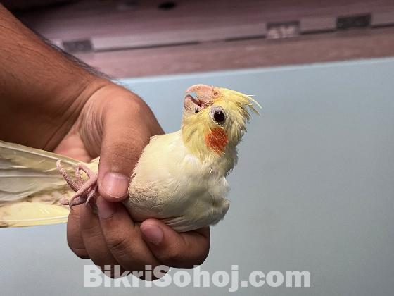 Lutino cocataile tame size baby